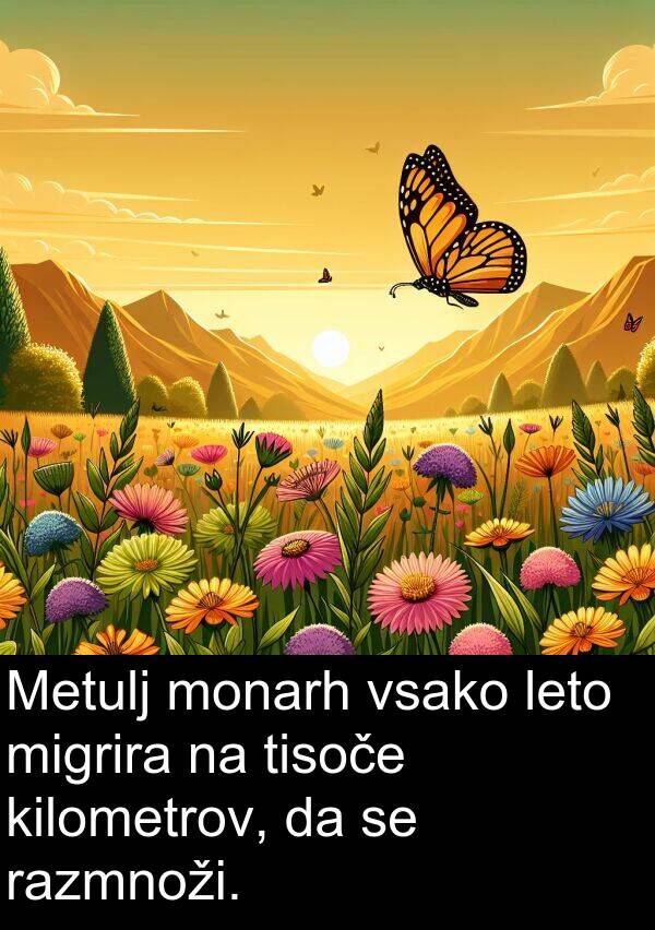 monarh: Metulj monarh vsako leto migrira na tisoče kilometrov, da se razmnoži.