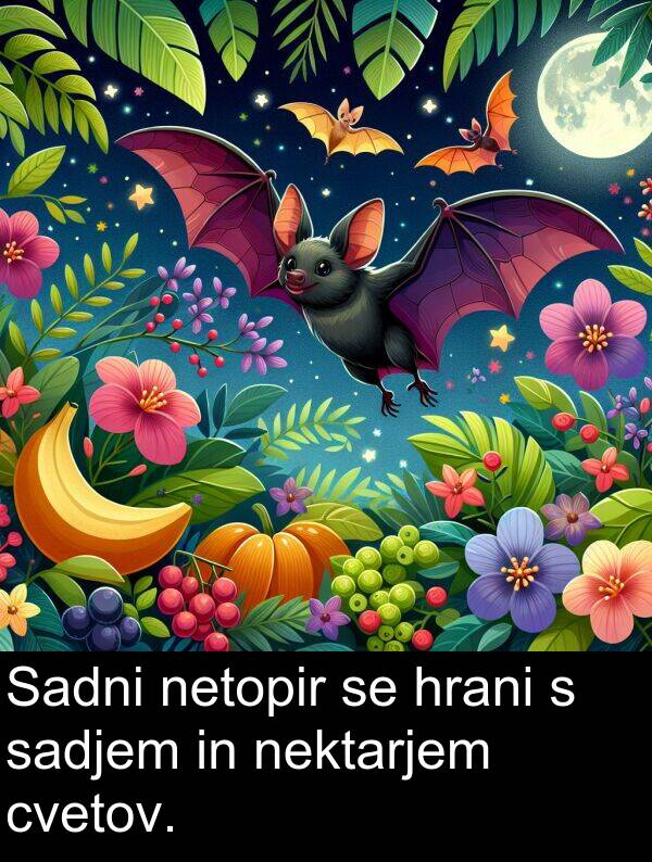 sadjem: Sadni netopir se hrani s sadjem in nektarjem cvetov.