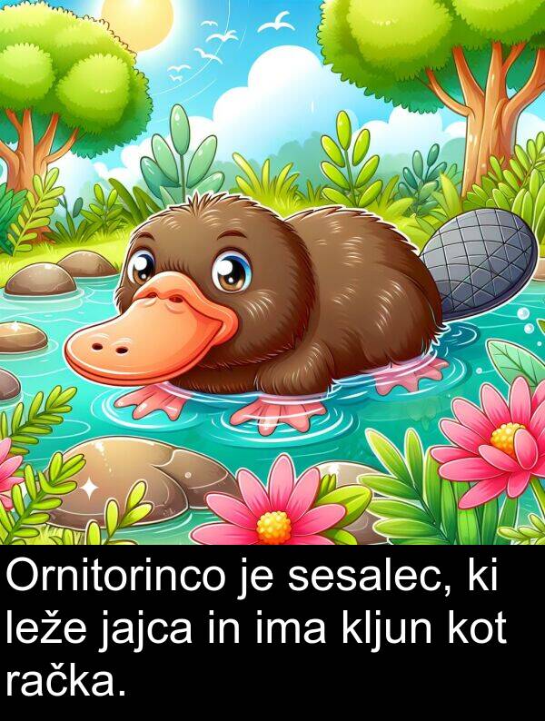račka: Ornitorinco je sesalec, ki leže jajca in ima kljun kot račka.