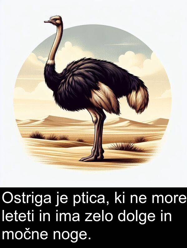 močne: Ostriga je ptica, ki ne more leteti in ima zelo dolge in močne noge.
