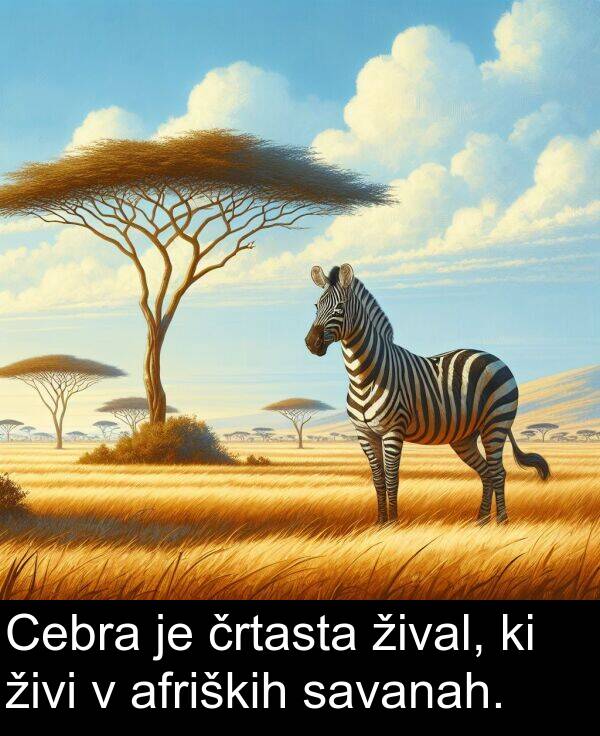 živi: Cebra je črtasta žival, ki živi v afriških savanah.