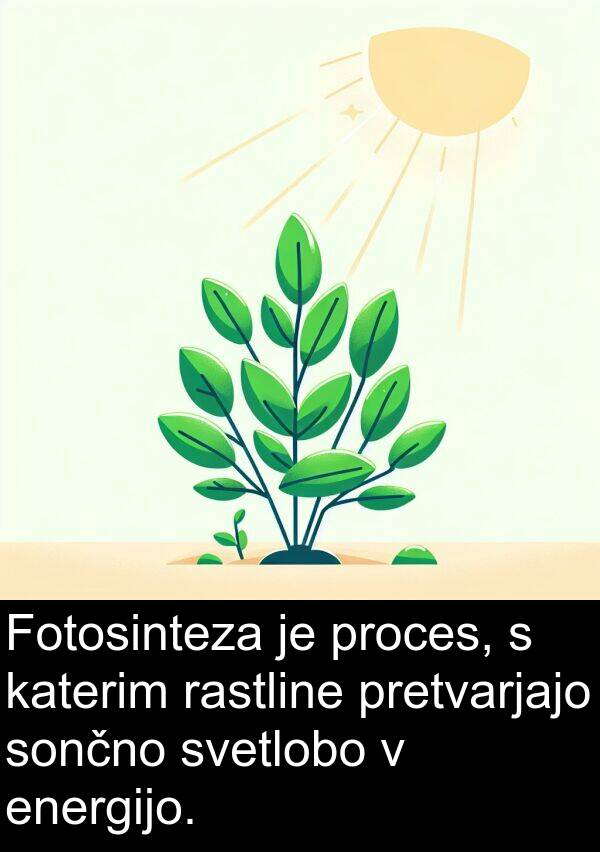 rastline: Fotosinteza je proces, s katerim rastline pretvarjajo sončno svetlobo v energijo.