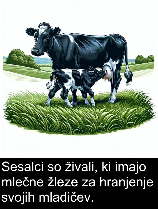 žleze: Sesalci so živali, ki imajo mlečne žleze za hranjenje svojih mladičev.