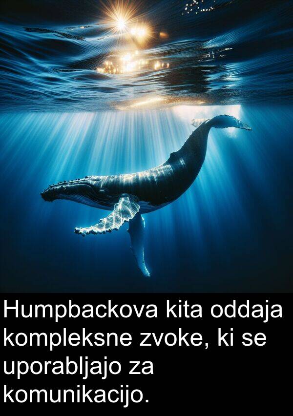 komunikacijo: Humpbackova kita oddaja kompleksne zvoke, ki se uporabljajo za komunikacijo.