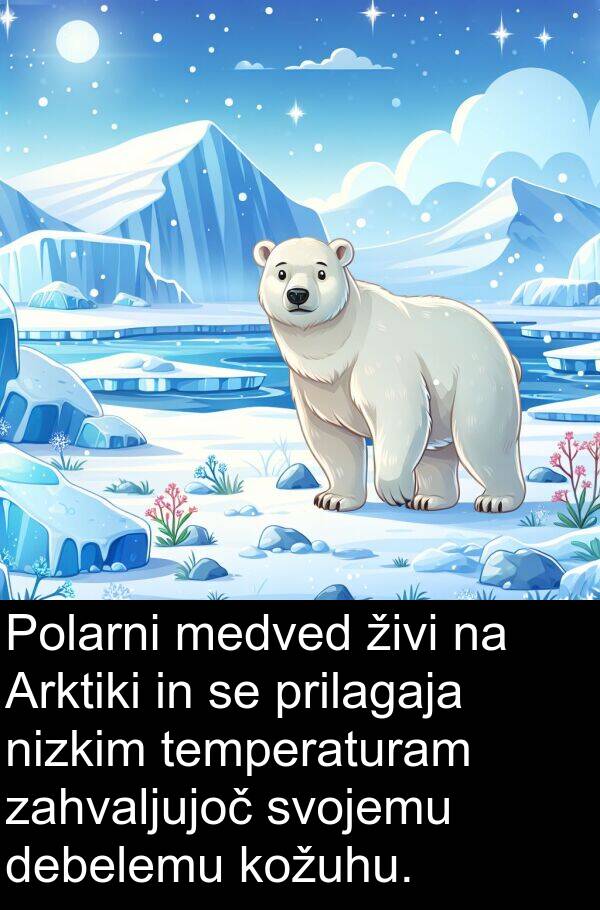 debelemu: Polarni medved živi na Arktiki in se prilagaja nizkim temperaturam zahvaljujoč svojemu debelemu kožuhu.