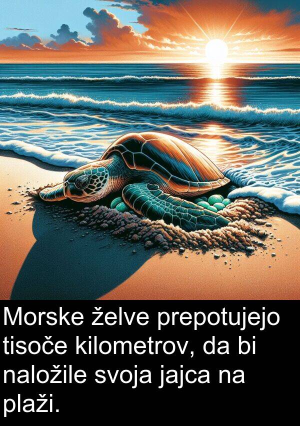 želve: Morske želve prepotujejo tisoče kilometrov, da bi naložile svoja jajca na plaži.