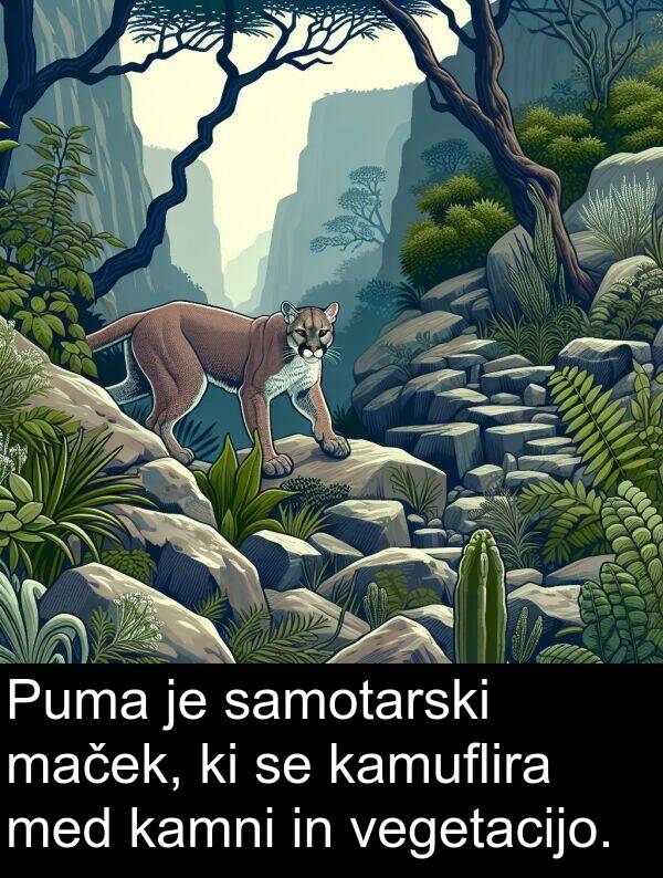 kamni: Puma je samotarski maček, ki se kamuflira med kamni in vegetacijo.