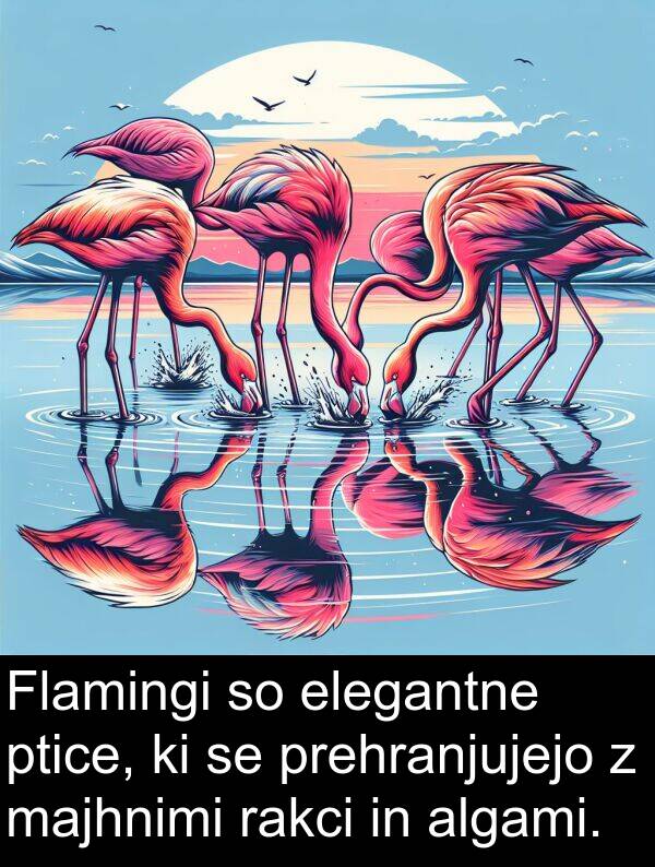 majhnimi: Flamingi so elegantne ptice, ki se prehranjujejo z majhnimi rakci in algami.
