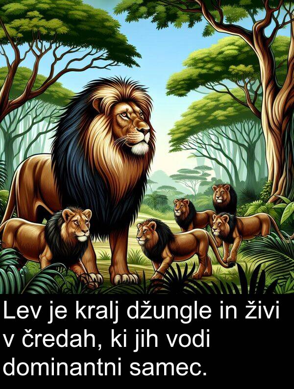 živi: Lev je kralj džungle in živi v čredah, ki jih vodi dominantni samec.