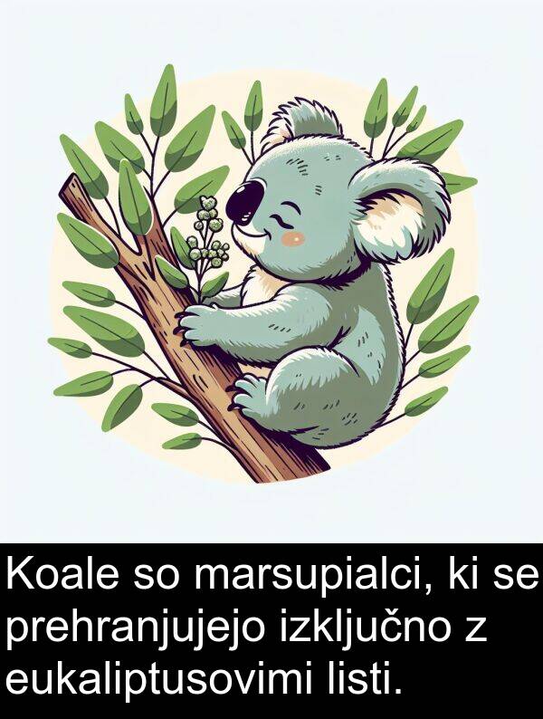 marsupialci: Koale so marsupialci, ki se prehranjujejo izključno z eukaliptusovimi listi.