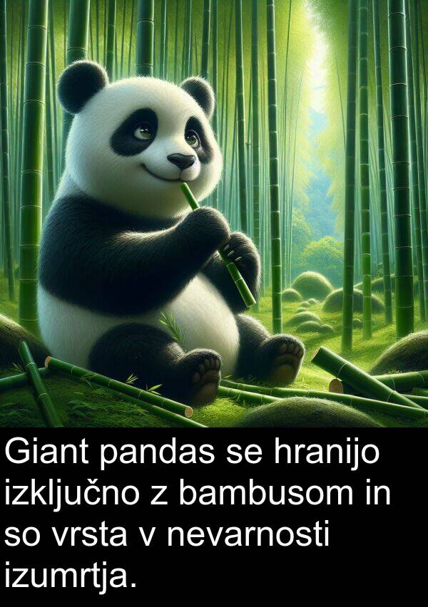 pandas: Giant pandas se hranijo izključno z bambusom in so vrsta v nevarnosti izumrtja.