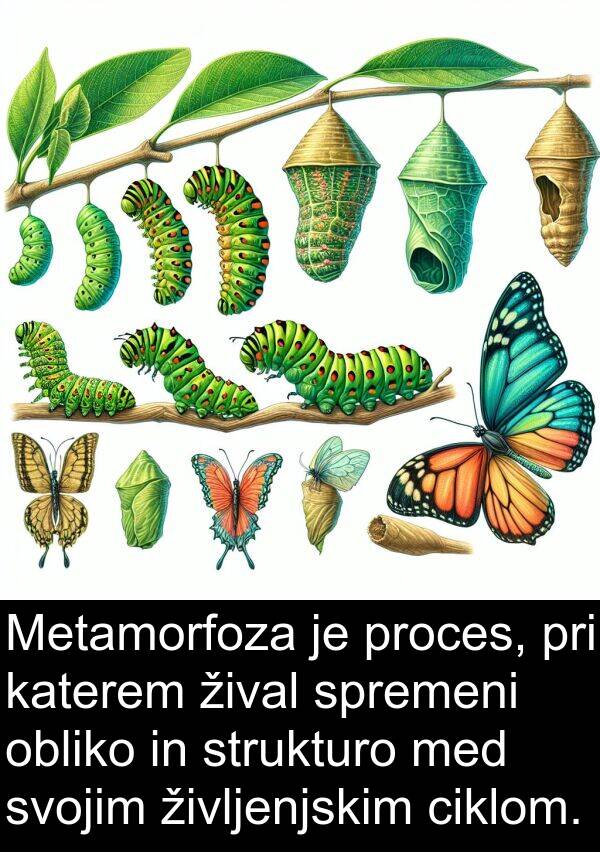 življenjskim: Metamorfoza je proces, pri katerem žival spremeni obliko in strukturo med svojim življenjskim ciklom.