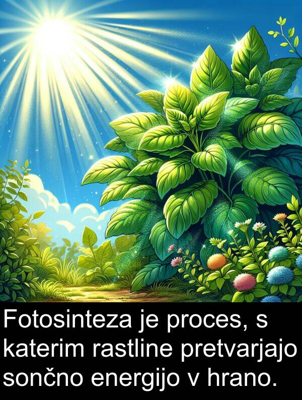 rastline: Fotosinteza je proces, s katerim rastline pretvarjajo sončno energijo v hrano.