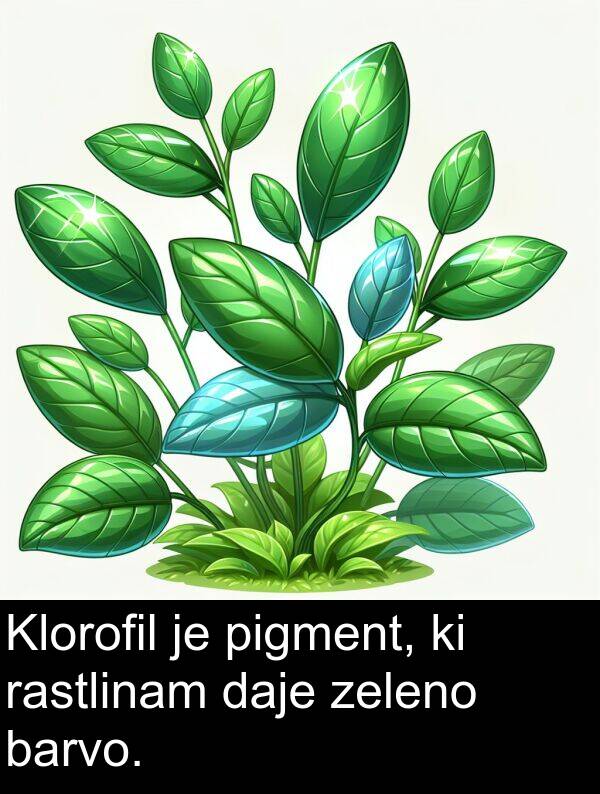 barvo: Klorofil je pigment, ki rastlinam daje zeleno barvo.