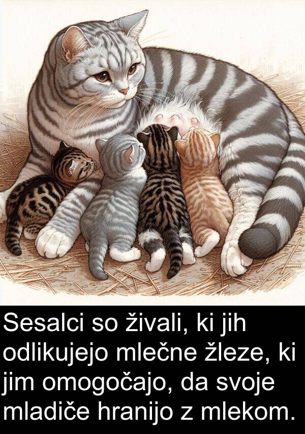 žleze: Sesalci so živali, ki jih odlikujejo mlečne žleze, ki jim omogočajo, da svoje mladiče hranijo z mlekom.