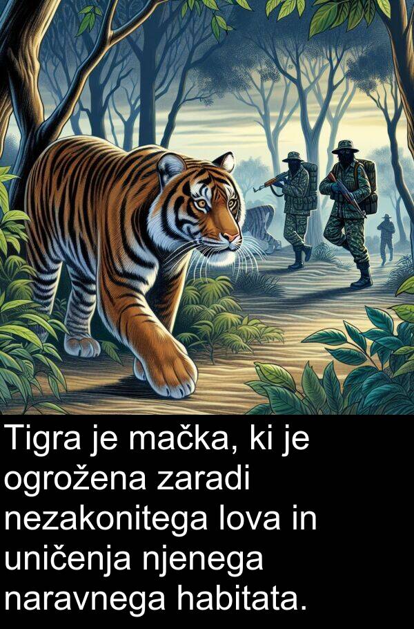 habitata: Tigra je mačka, ki je ogrožena zaradi nezakonitega lova in uničenja njenega naravnega habitata.