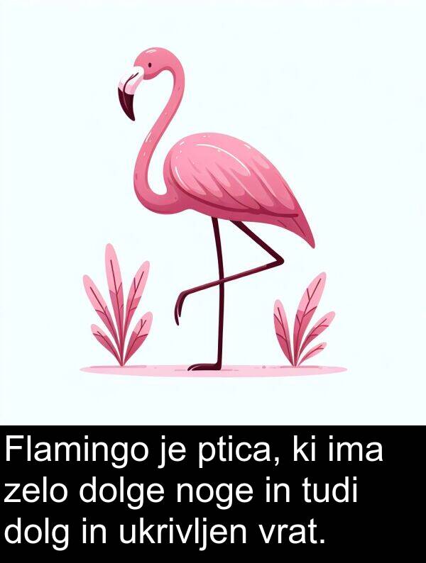 dolge: Flamingo je ptica, ki ima zelo dolge noge in tudi dolg in ukrivljen vrat.