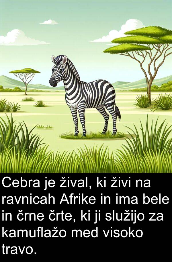 kamuflažo: Cebra je žival, ki živi na ravnicah Afrike in ima bele in črne črte, ki ji služijo za kamuflažo med visoko travo.