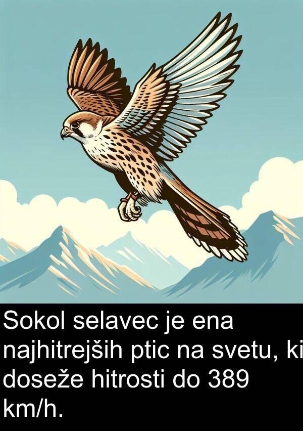 hitrosti: Sokol selavec je ena najhitrejših ptic na svetu, ki doseže hitrosti do 389 km/h.