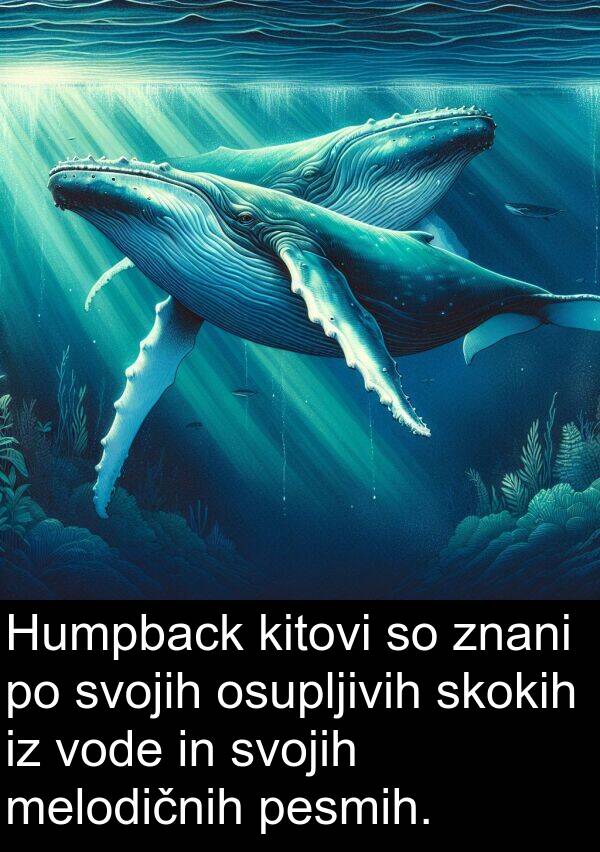 melodičnih: Humpback kitovi so znani po svojih osupljivih skokih iz vode in svojih melodičnih pesmih.