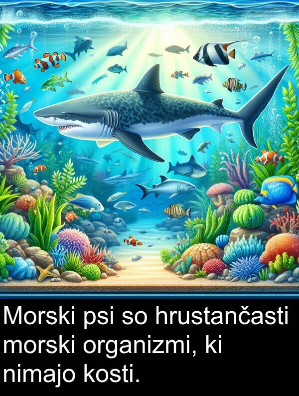 morski: Morski psi so hrustančasti morski organizmi, ki nimajo kosti.