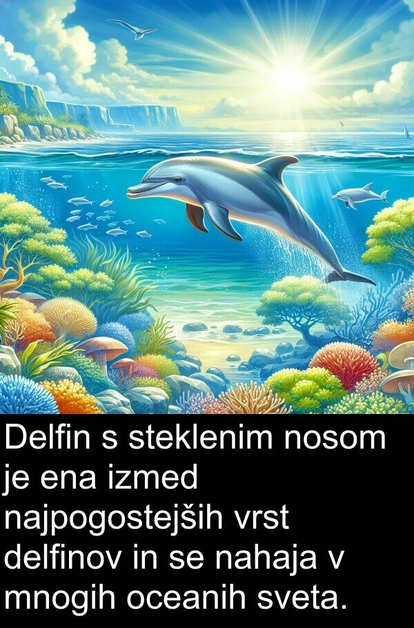 ena: Delfin s steklenim nosom je ena izmed najpogostejših vrst delfinov in se nahaja v mnogih oceanih sveta.