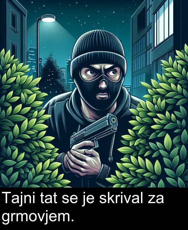 grmovjem: Tajni tat se je skrival za grmovjem.
