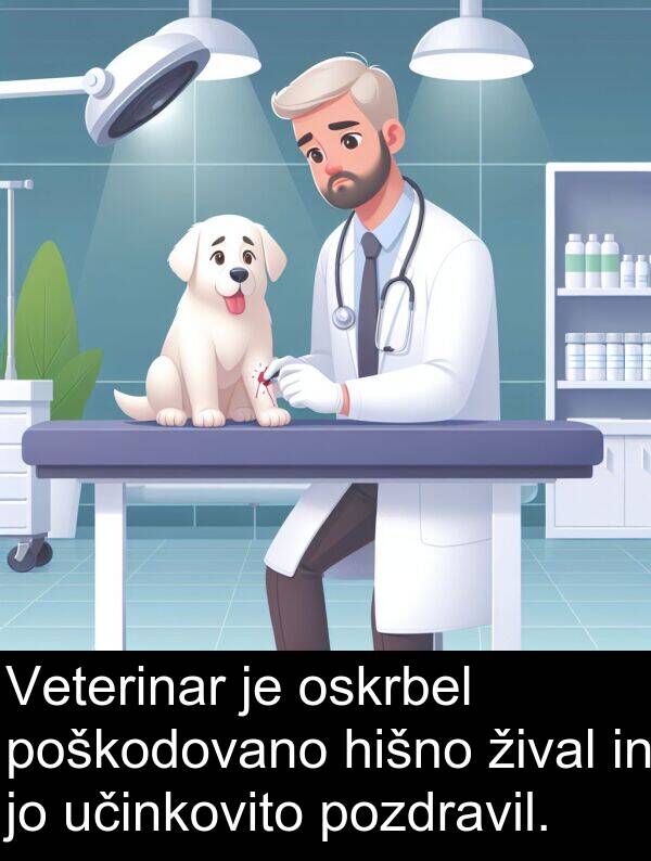 hišno: Veterinar je oskrbel poškodovano hišno žival in jo učinkovito pozdravil.