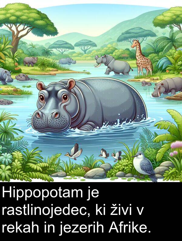 živi: Hippopotam je rastlinojedec, ki živi v rekah in jezerih Afrike.