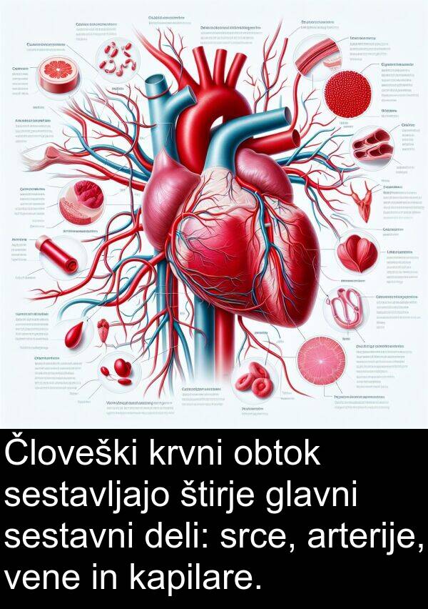 srce: Človeški krvni obtok sestavljajo štirje glavni sestavni deli: srce, arterije, vene in kapilare.