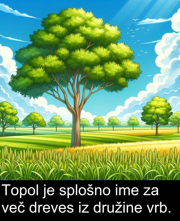 splošno: Topol je splošno ime za več dreves iz družine vrb.