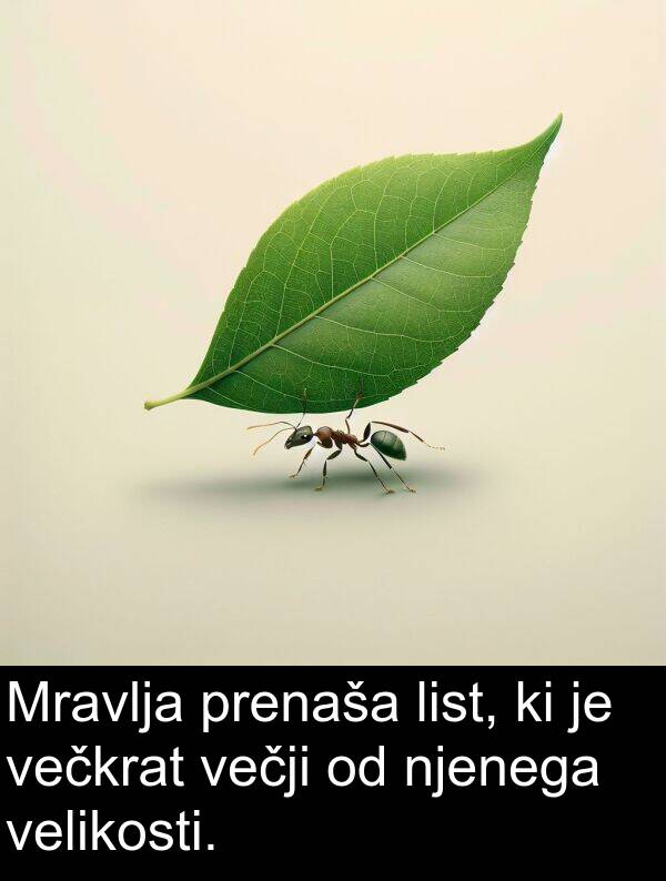 prenaša: Mravlja prenaša list, ki je večkrat večji od njenega velikosti.