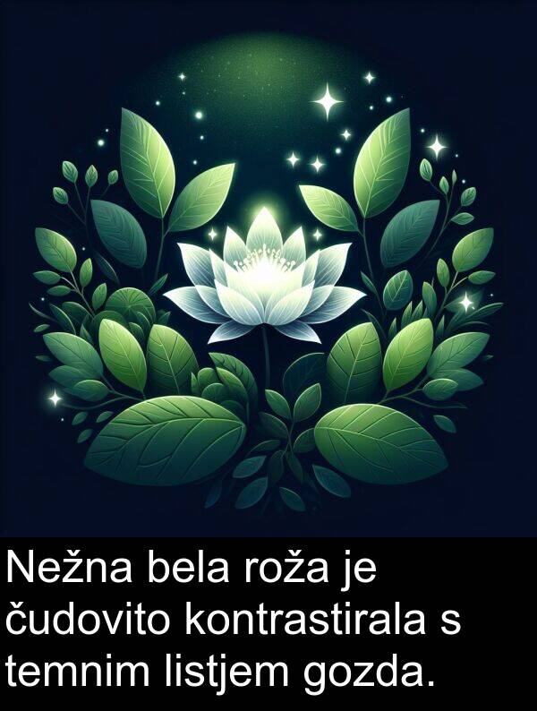 gozda: Nežna bela roža je čudovito kontrastirala s temnim listjem gozda.