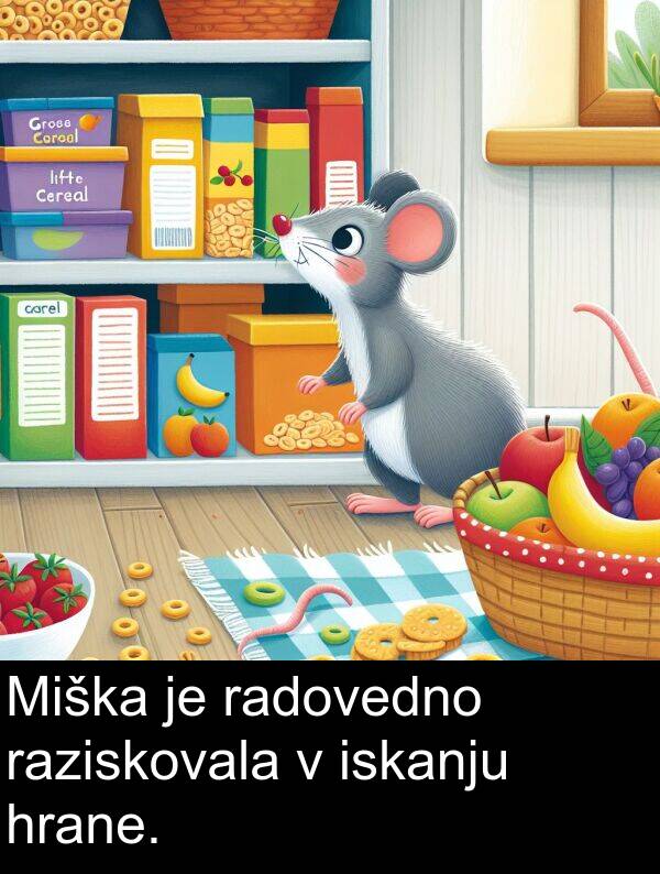 radovedno: Miška je radovedno raziskovala v iskanju hrane.