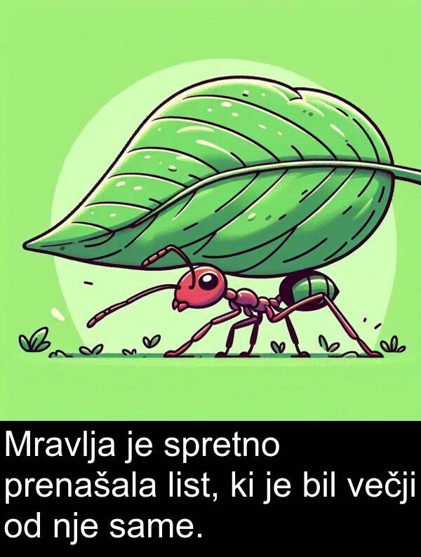 same: Mravlja je spretno prenašala list, ki je bil večji od nje same.