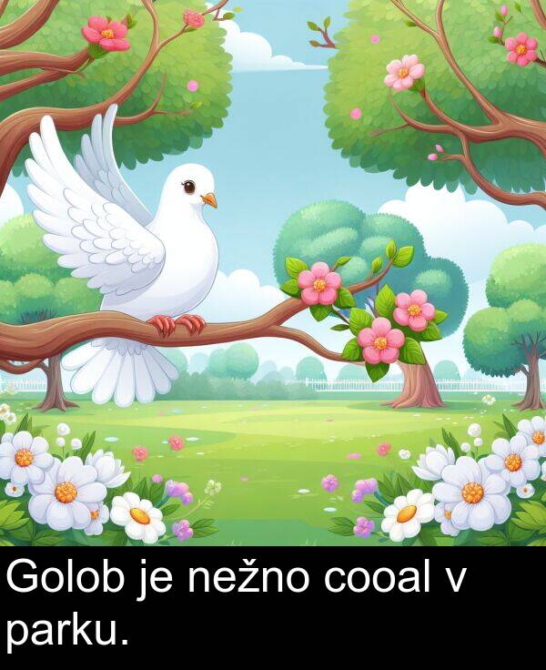 parku: Golob je nežno cooal v parku.