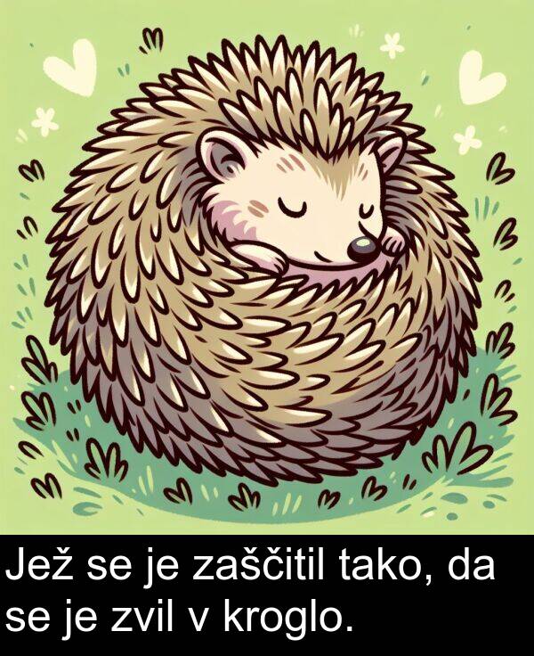 tako: Jež se je zaščitil tako, da se je zvil v kroglo.