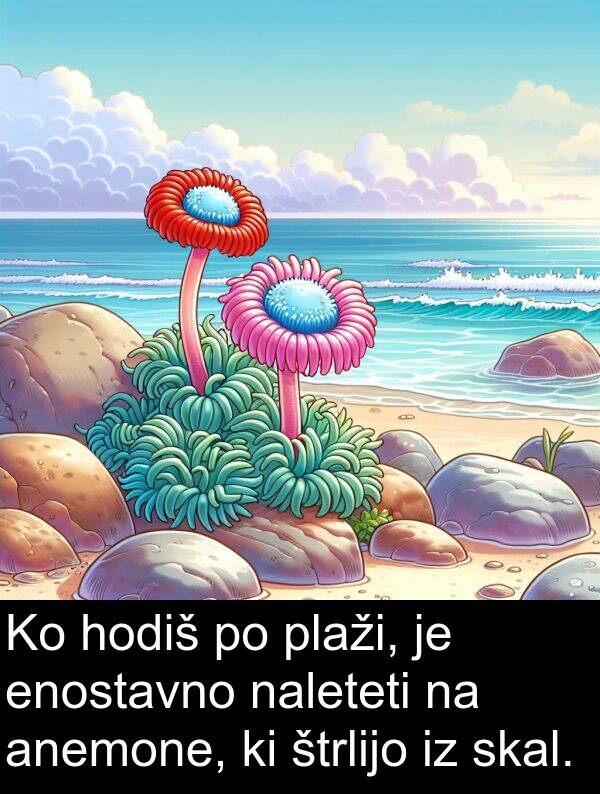 štrlijo: Ko hodiš po plaži, je enostavno naleteti na anemone, ki štrlijo iz skal.
