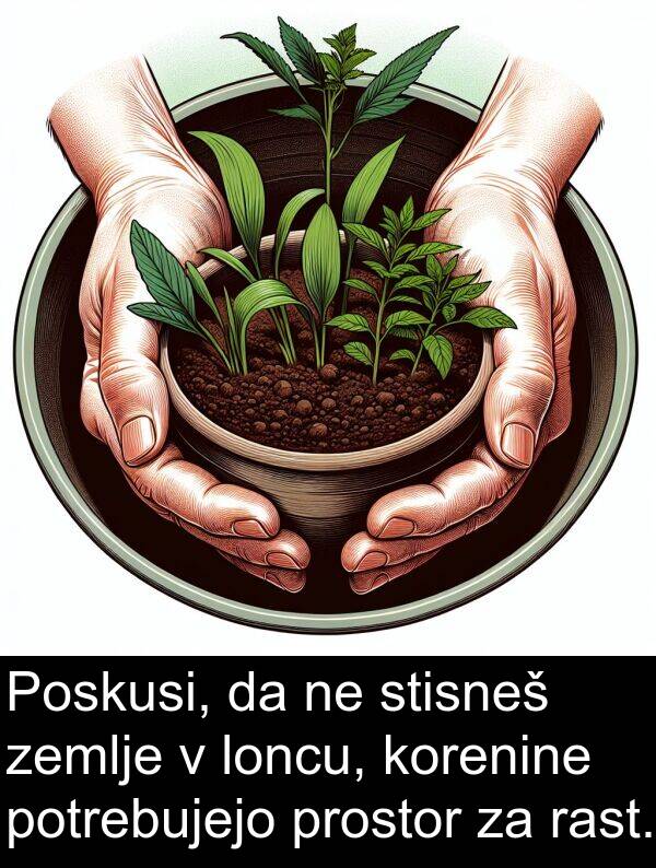 rast: Poskusi, da ne stisneš zemlje v loncu, korenine potrebujejo prostor za rast.