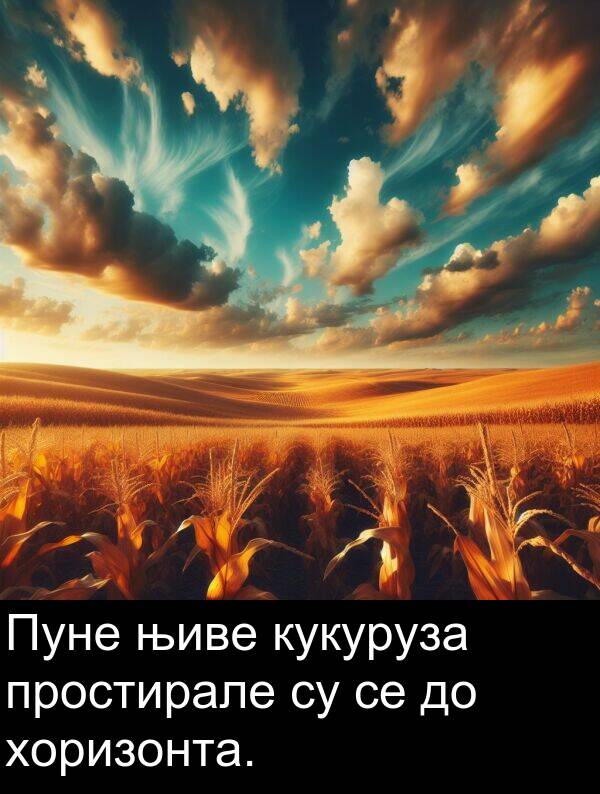 кукуруза: Пуне њиве кукуруза простирале су се до хоризонта.