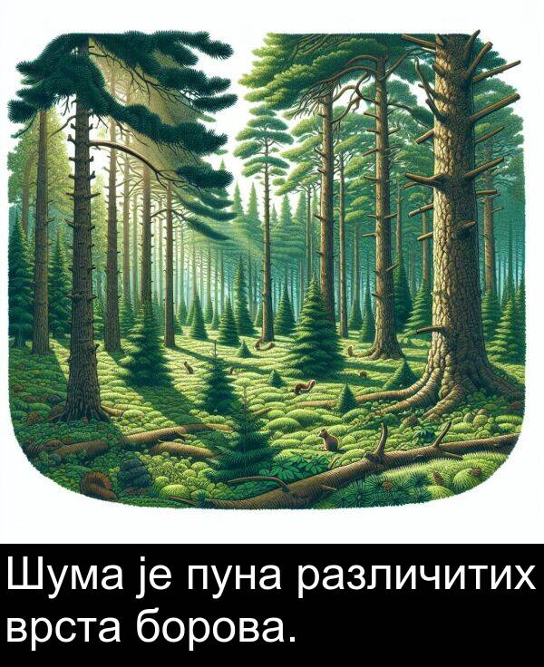пуна: Шума је пуна различитих врста борова.