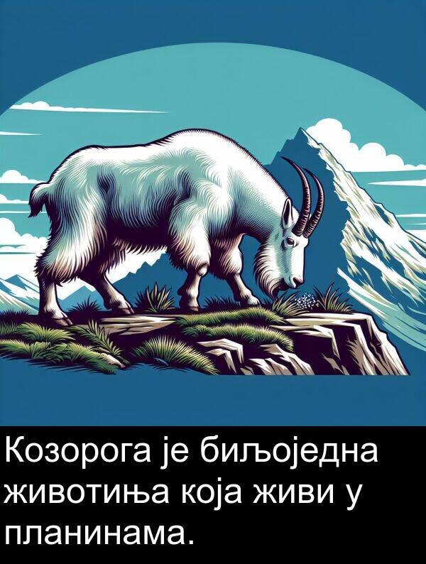 која: Козорога је биљоједна животиња која живи у планинама.