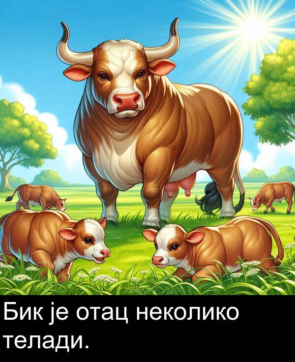 неколико: Бик је отац неколико телади.
