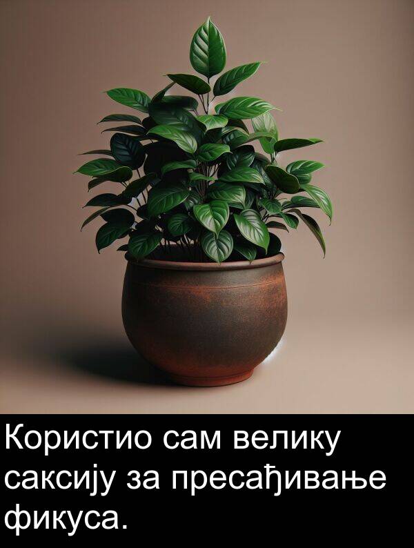 фикуса: Користио сам велику саксију за пресађивање фикуса.