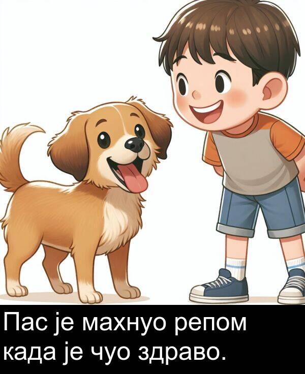 репом: Пас је махнуо репом када је чуо здраво.
