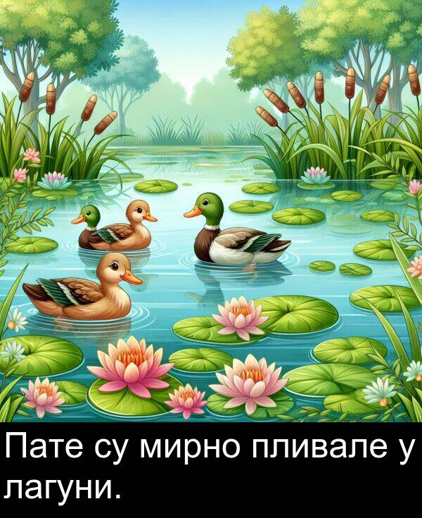 мирно: Пате су мирно пливале у лагуни.