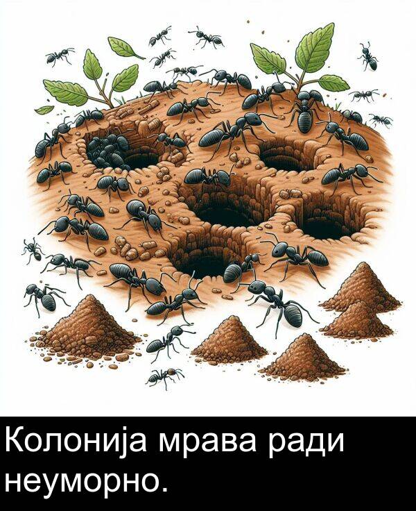 мрава: Колонија мрава ради неуморно.