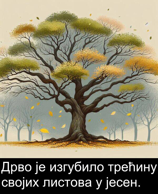 трећину: Дрво је изгубило трећину својих листова у јесен.