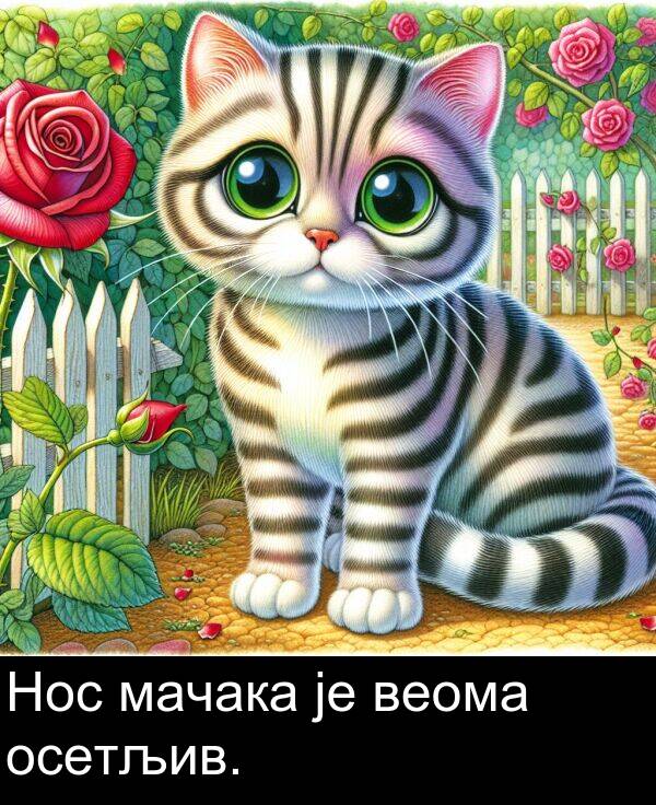 веома: Нос мачака је веома осетљив.