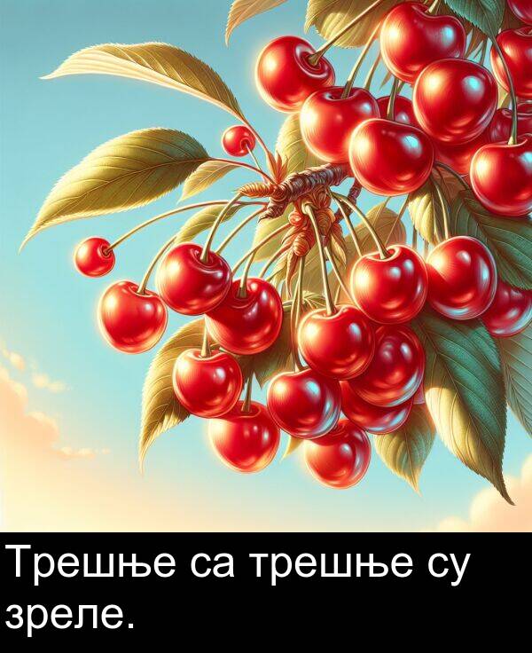 трешње: Трешње са трешње су зреле.